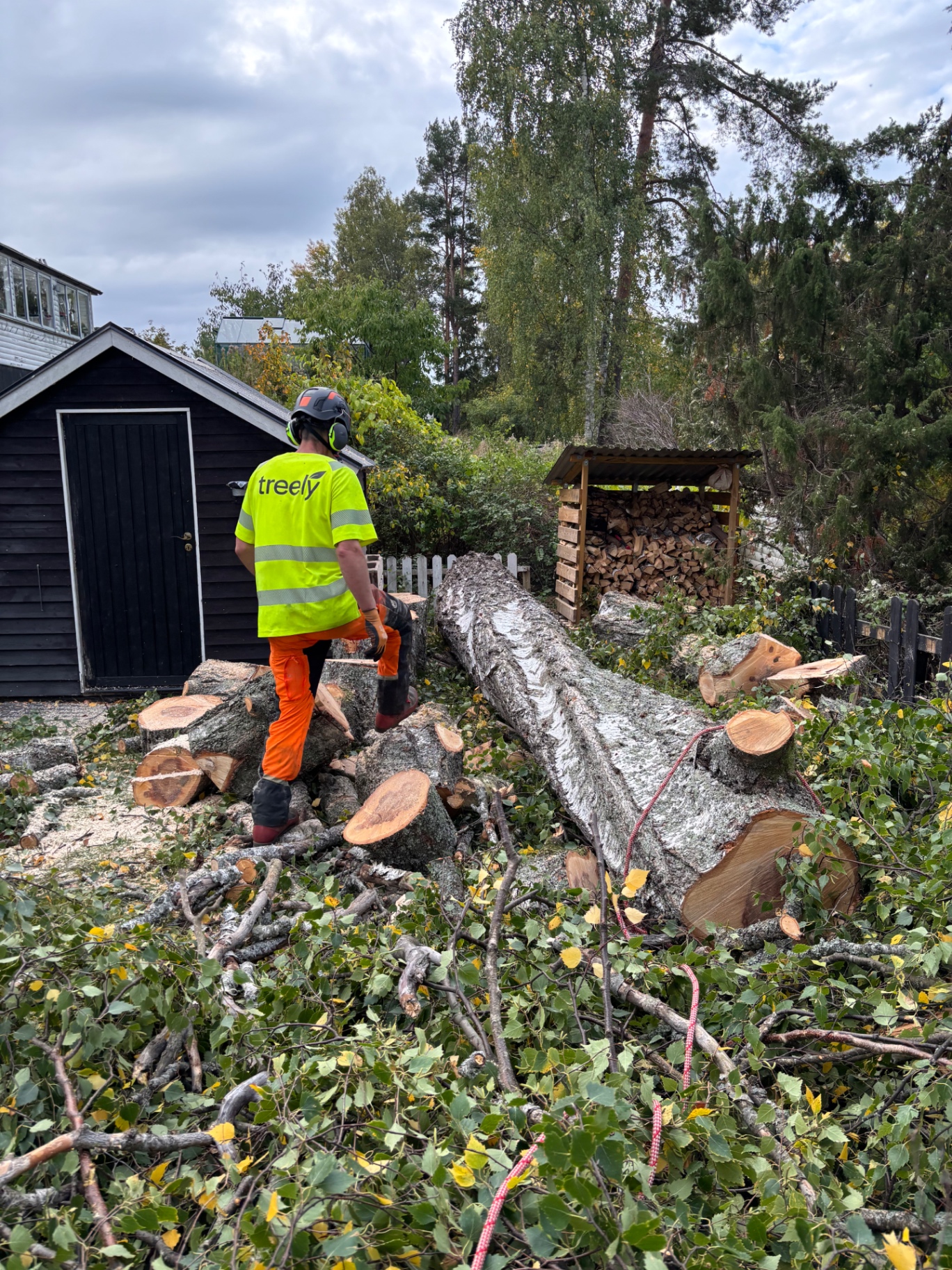 Fälld trädstam på villatomt