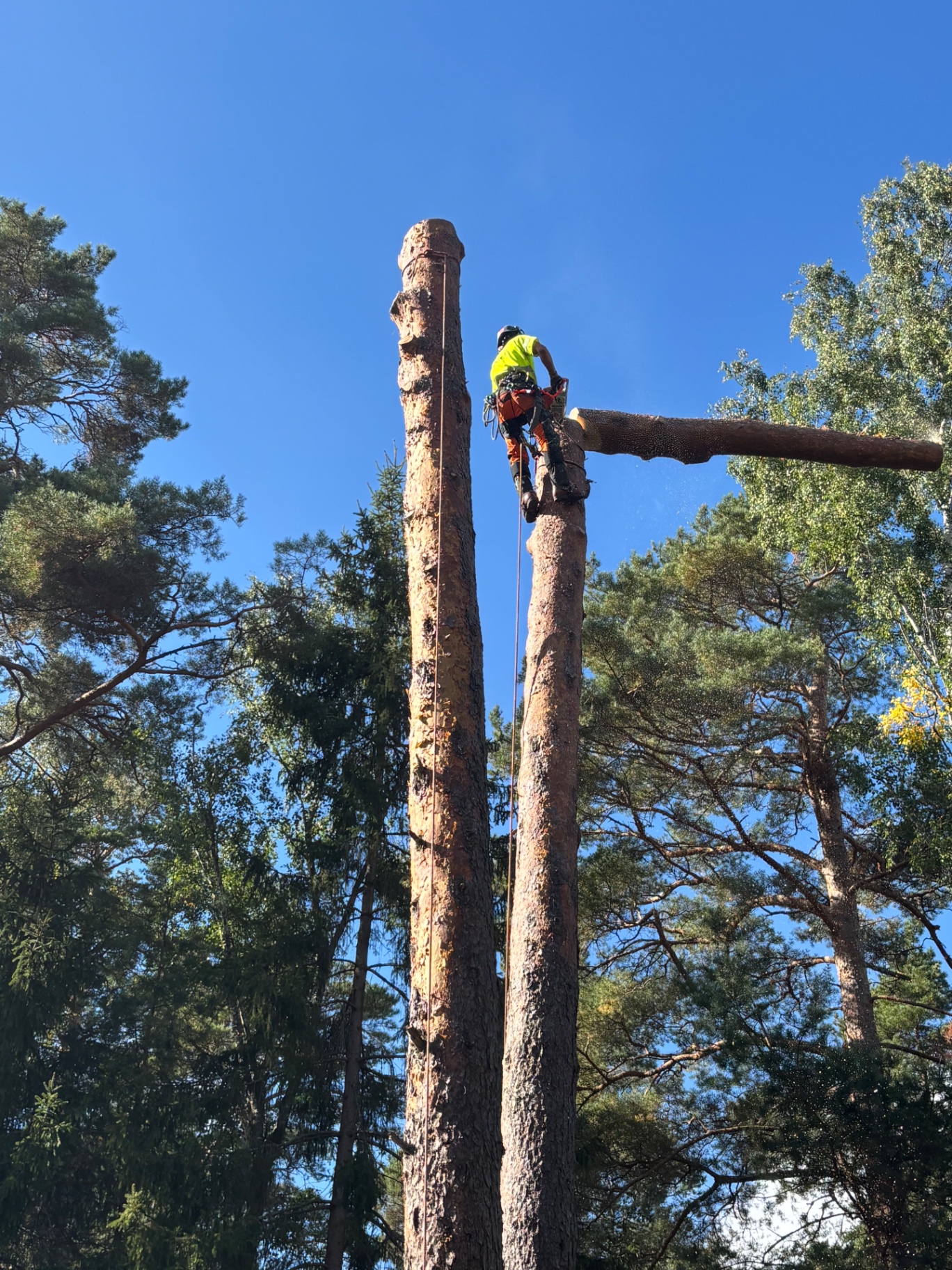 Trädfällning i Tyresö