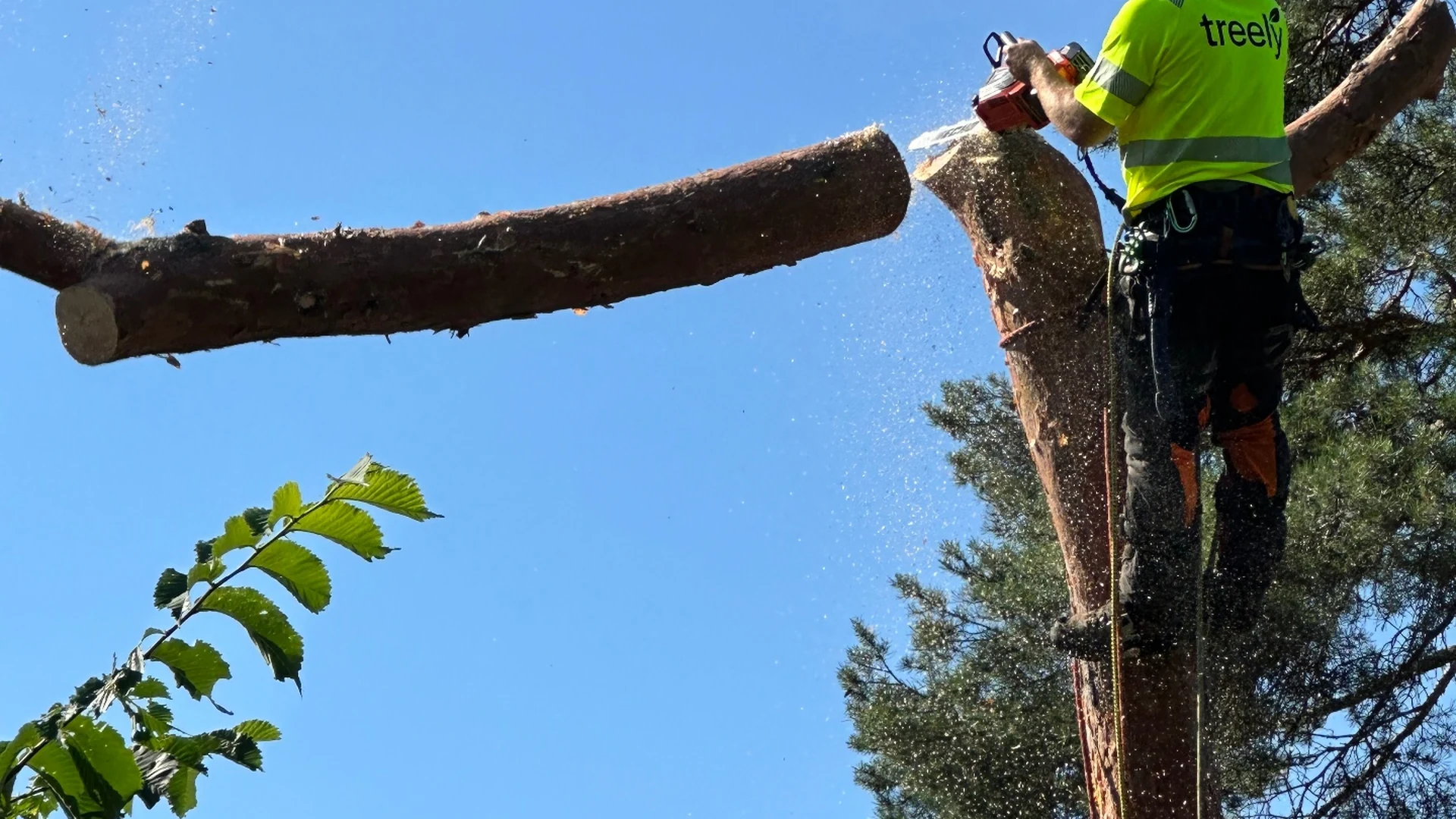 Trädfällning i Tyresö